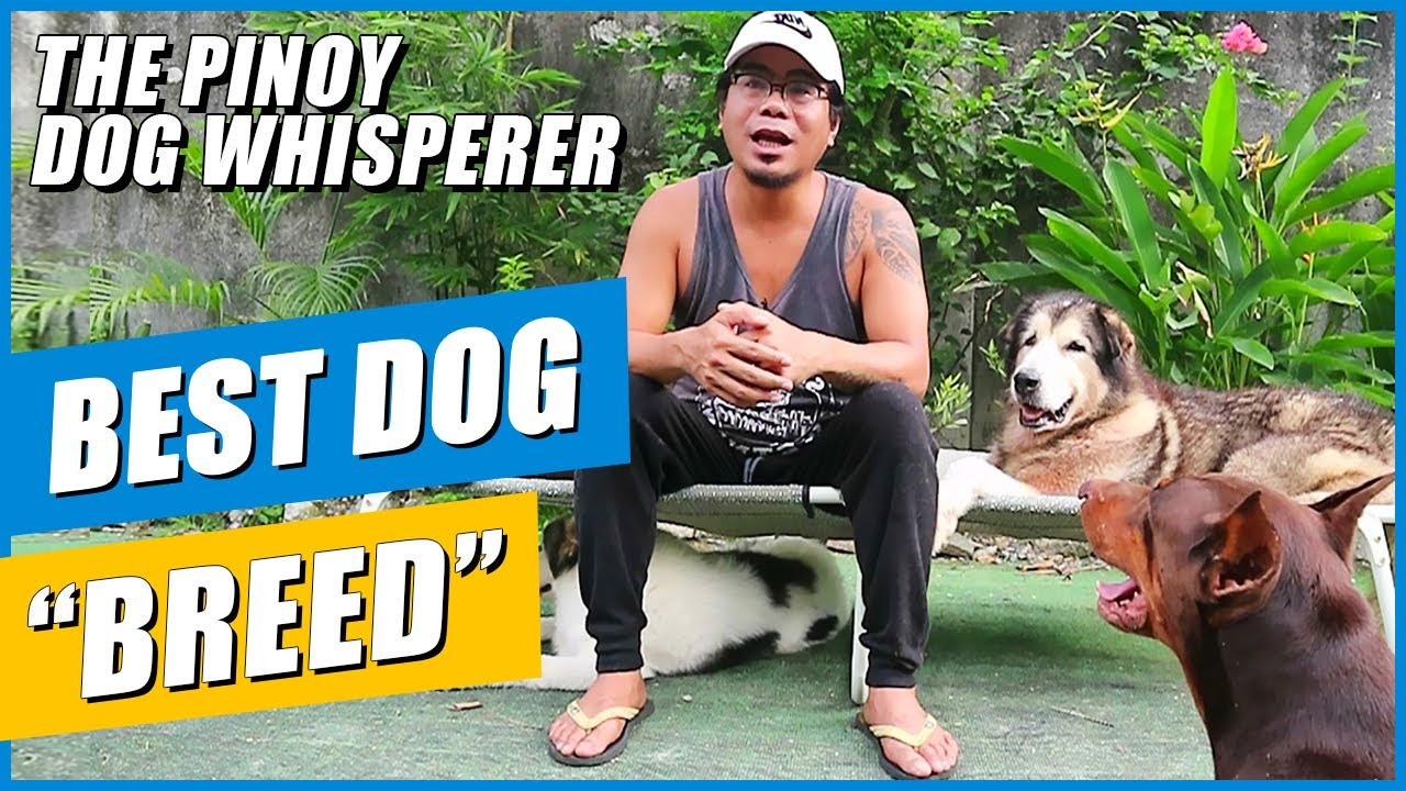 What's the BEST DOG BREED for you?