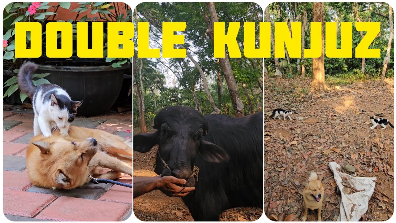 പപ്പിക്കുട്ടനെ മസ്സാജ് ചെയ്യുന്ന കുഞ്ഞുണ്ണിം ബലവാൻ കുട്ടപ്പായിം 🏡🥰 #villagelife #peace #pets