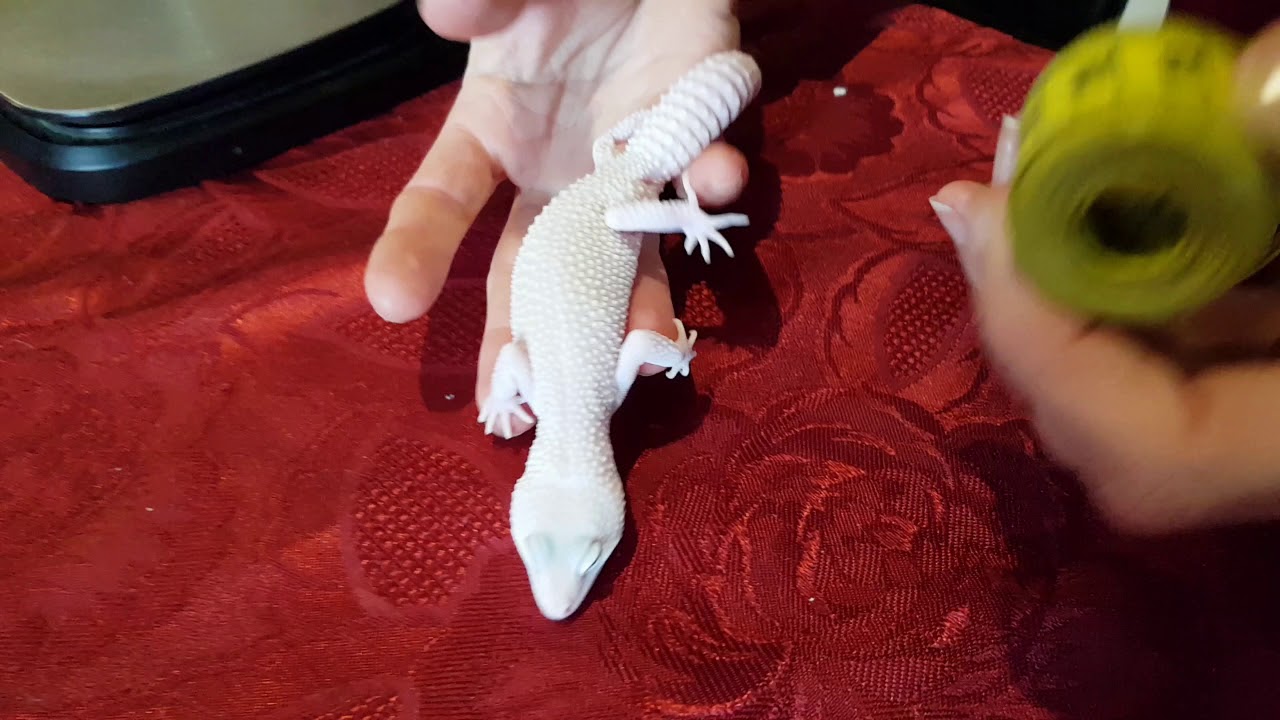 Unboxing Eublepharis Macularius (Gecko Leopard) Diablo Blanco, femelle de 2018