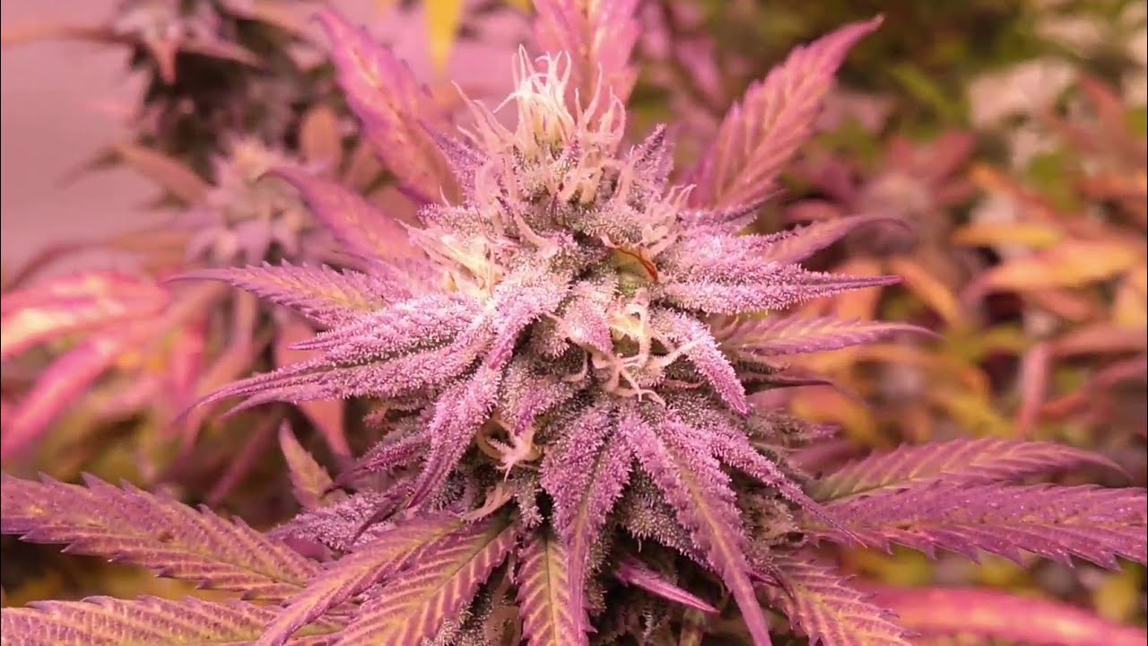Mars Hydro Flower Update TSW 2000 Blue Kush Day 45 +bonus content Branch grows from leaf stem