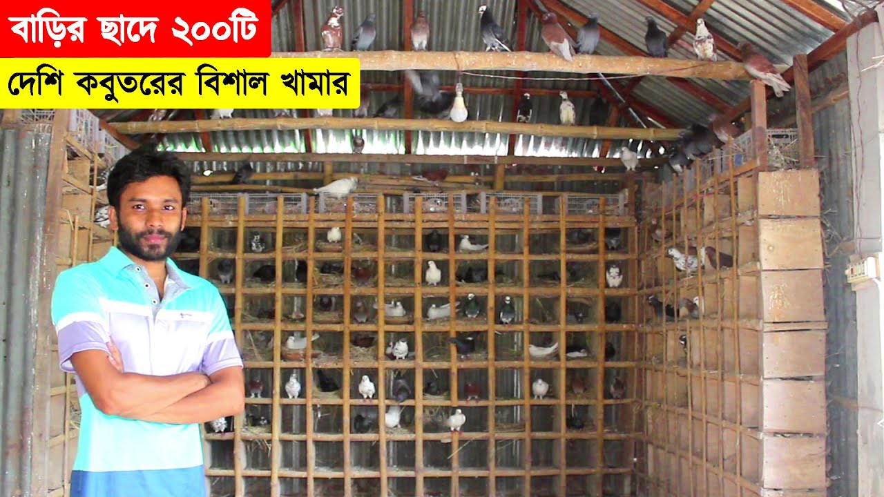বাড়ির ছাদে বিশাল একটি দেশি কবুতরের খামার গড়ে বাড়তি আয় করছেন খামারি | কবুতর পালন পদ্ধতি | Pigeon Farm