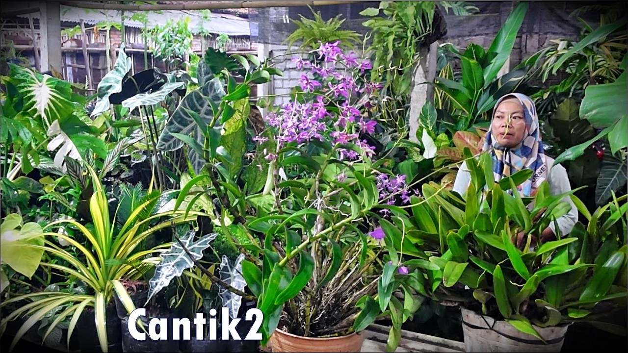 Stok Baru Seger2 Cantik Josh2