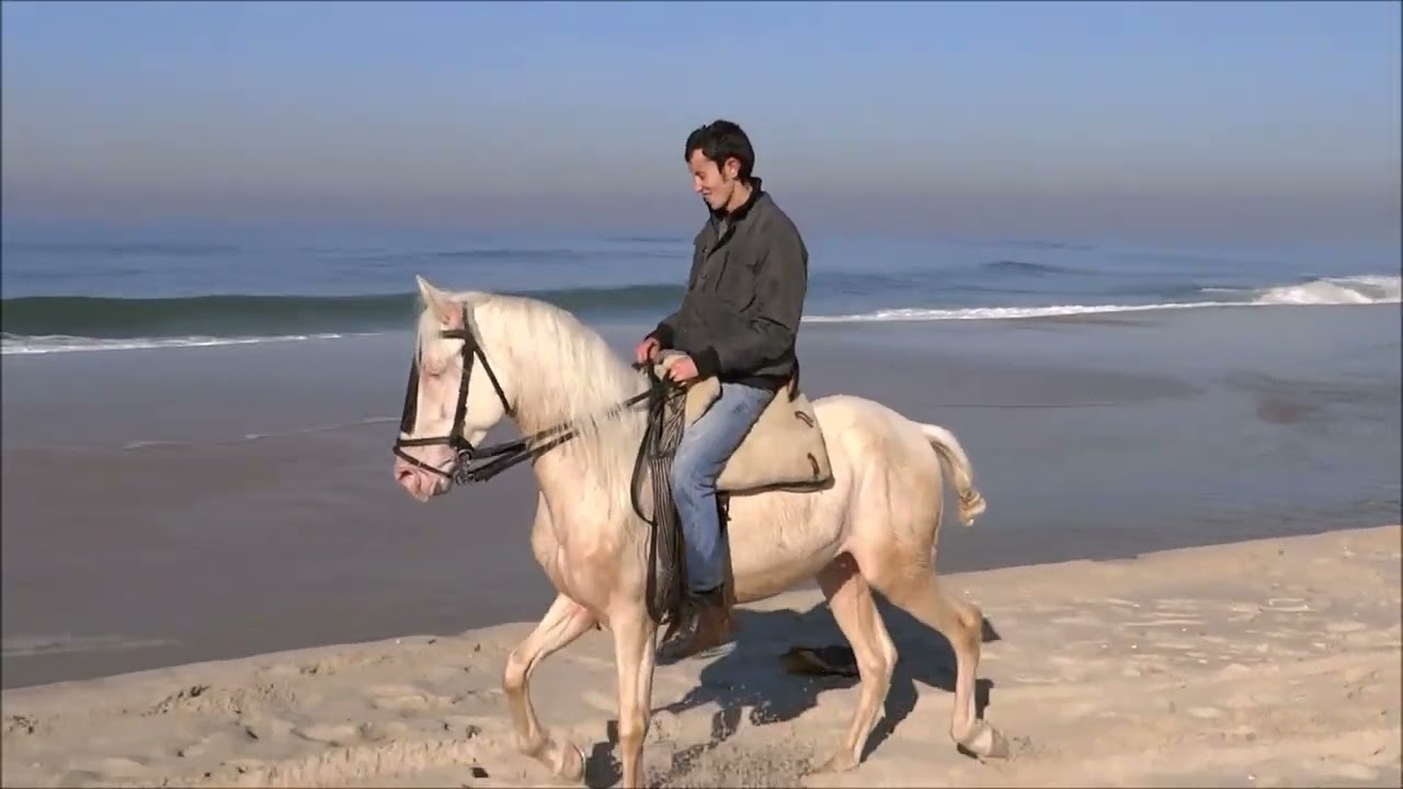 O CAVALO FOI A BANHOS