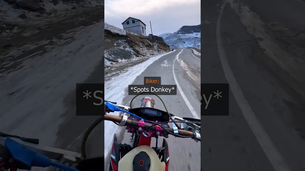 Biker Finds Donkey 😱 Credit @moto_kuli