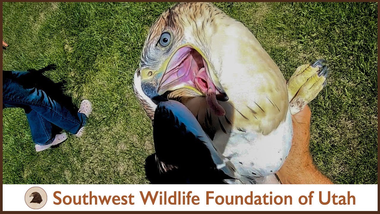 Hawk Saved Becomes a Last Act of Kindness