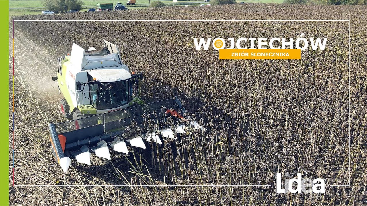 Jak przystosować heder do zbioru słonecznika? | LIDEA