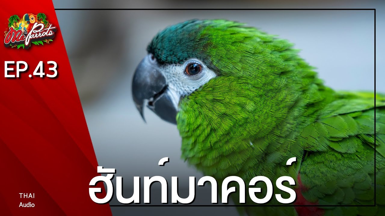 EP43.ฮันท์มาคอร์