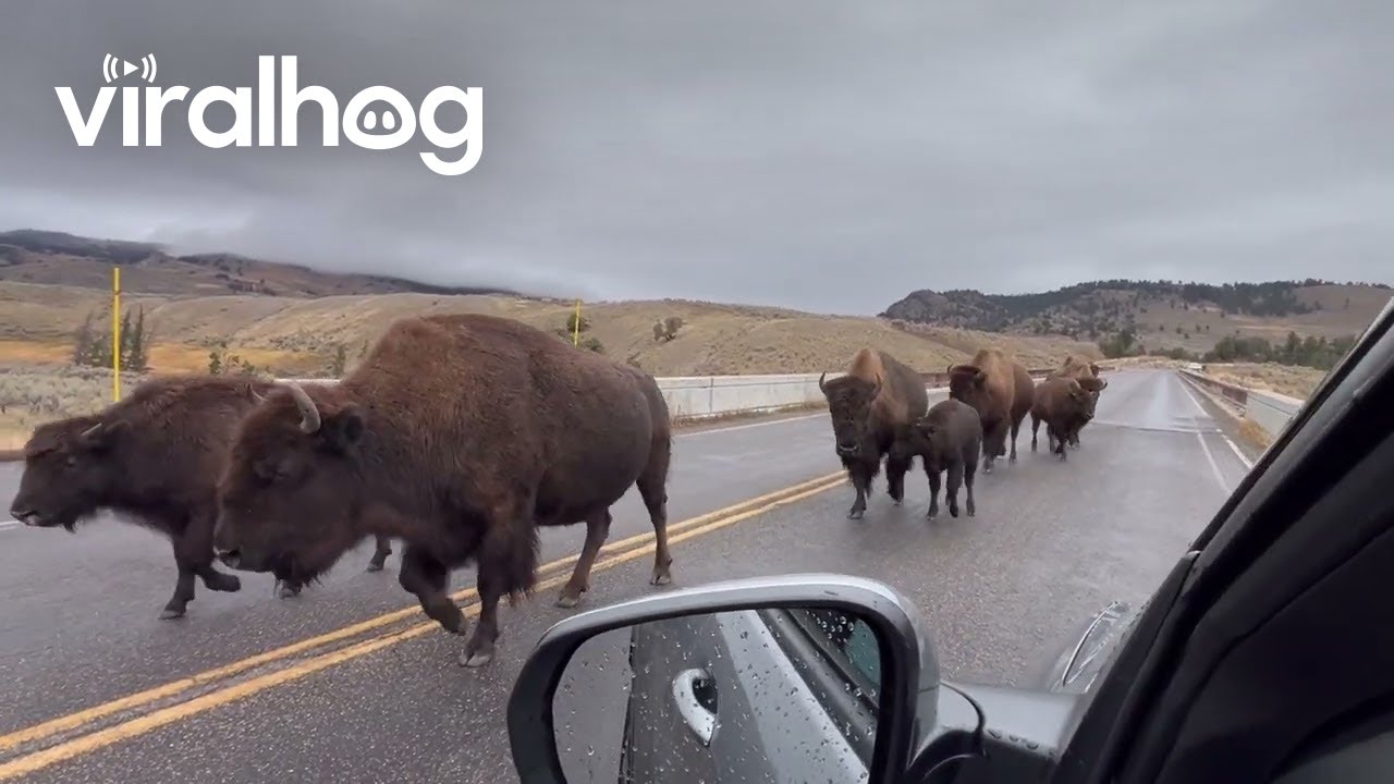 Bison Cross Lamar River Bridge || ViralHog