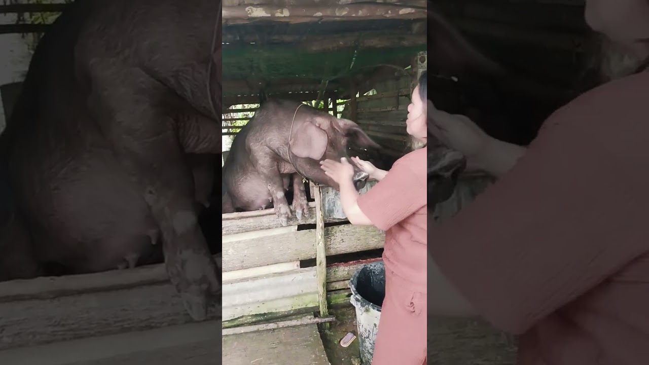 Piggery😬🤭