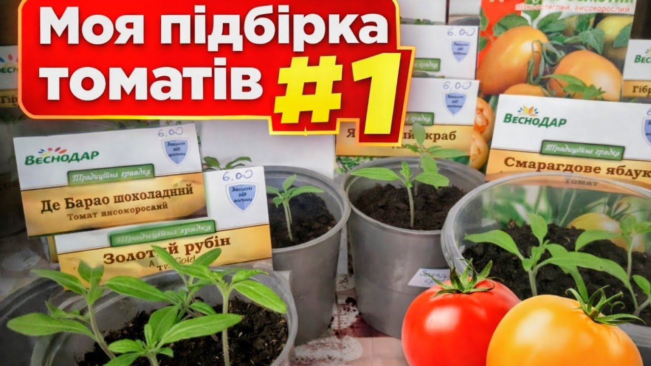 Моя підбірка томатів 🍅 Частина 1 | Я тільки починаю, але томатів буде багато!