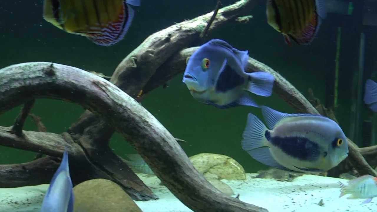 WF Uaru amph. und Manacapuru blue Diskus