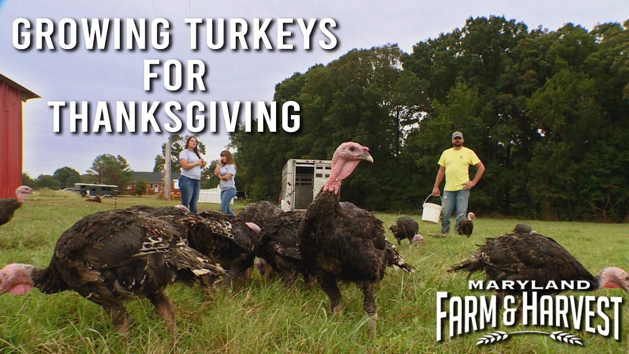 Growing Turkeys for Thanksgiving | Maryland Farm & Harvest