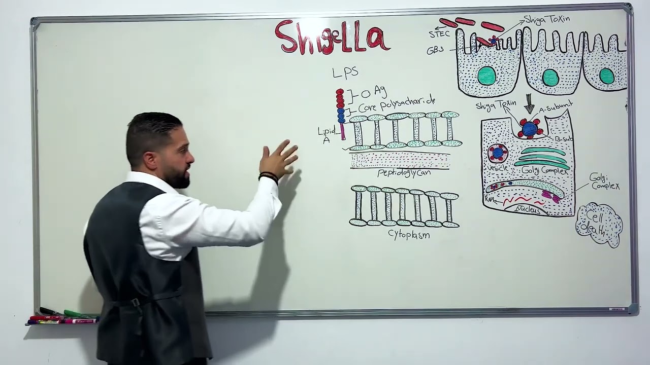 Shigella/بكتيريا شيجلا