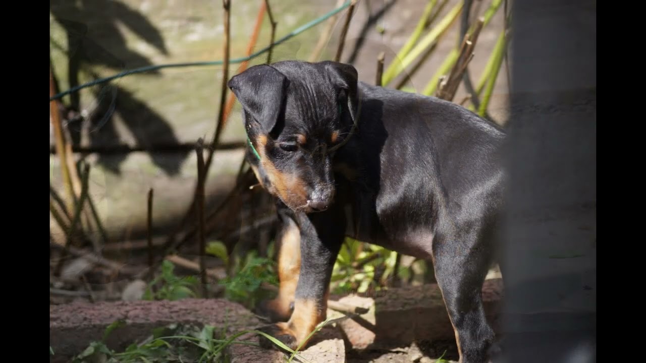Manchester Terrier Song - English