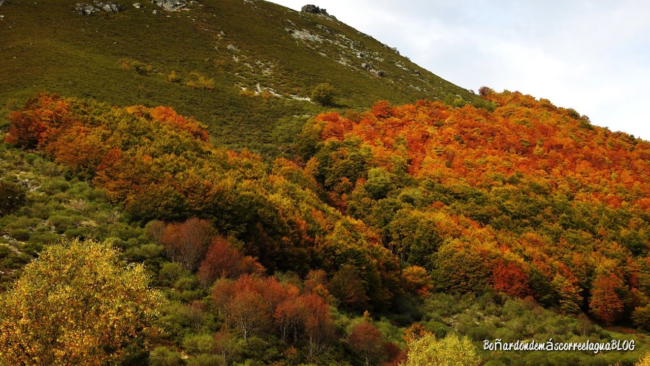 Paseo por el impresionante Pinar de Lillo