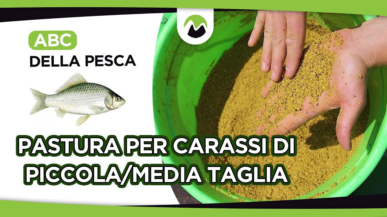 PASTURA per CARASSI di PICCOLA/MEDIA TAGLIA | ABC della Pesca