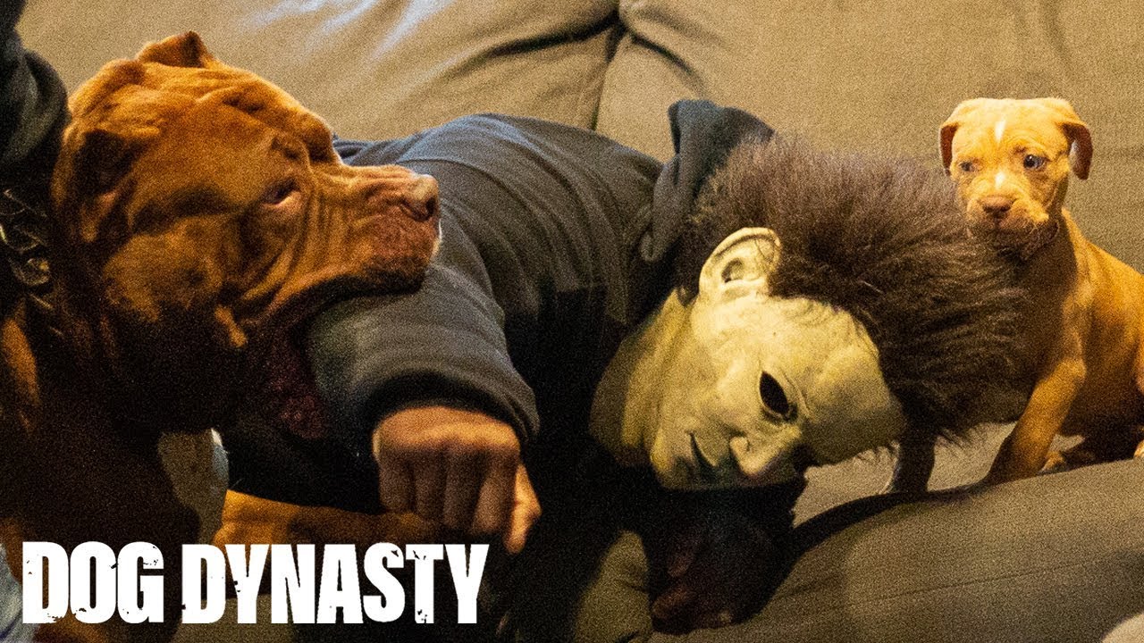 Вторжение в дом! Халк расправляется с вооружённым грабителем | DOG DYNASTY