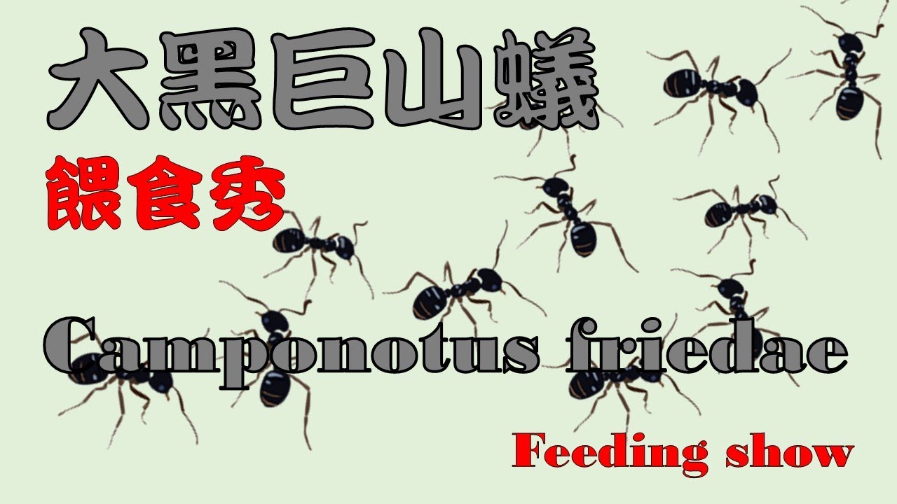 AntsPit 大黑巨山蟻餵食秀 Camponotus friedae Feeding show 260125 #ant #螞蟻 #ants #Feeding #pet #observe