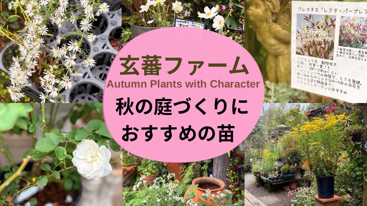 秋色ガーデンはこの苗から始まる🍎玄蕃ファーム/オススメの秋苗🌱小さな庭でも‥✨