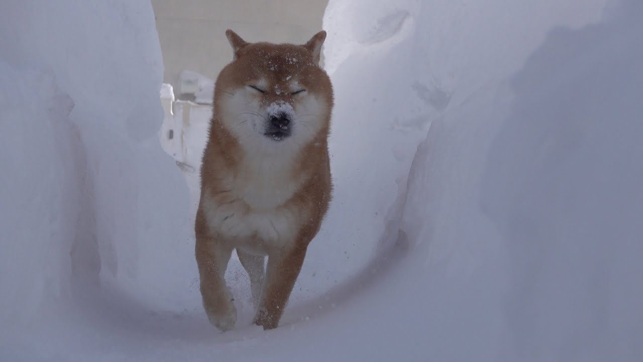 大雪好きの柴犬でもさすがに即帰宅した吹雪がこれ。
