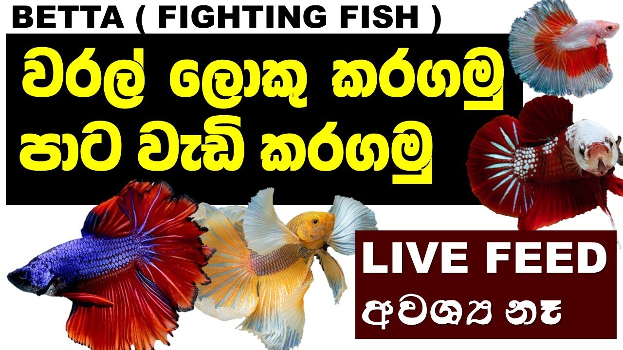 Betta fish Grooming | SINHALA | බෙටාලගෙ ලස්සන වැඩි කරගන්න ක්‍රම 03 ක් | වරල් ලොකු පාට වැඩි කරගමු