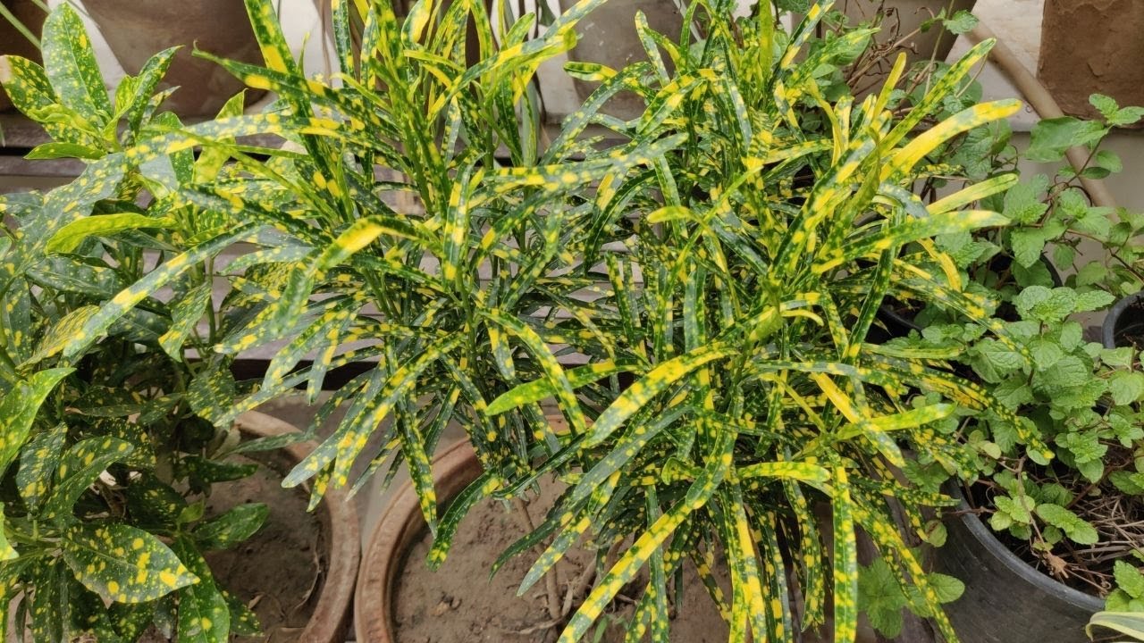 Croton plant की देखभाल कैसे करे - Grow & care Croton plant - Fertilizer & growing tips