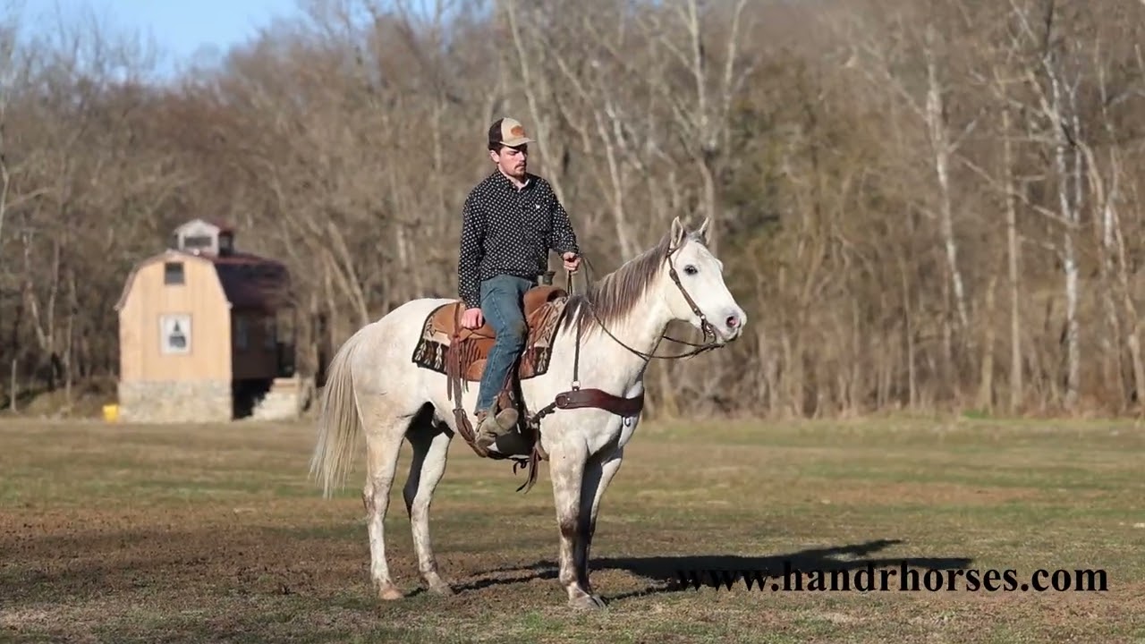 EXTRA STOUT AND THICK MADE AQHA REGISTERED GRAY GELDING, RANCH WORK, TRAIL RIDE