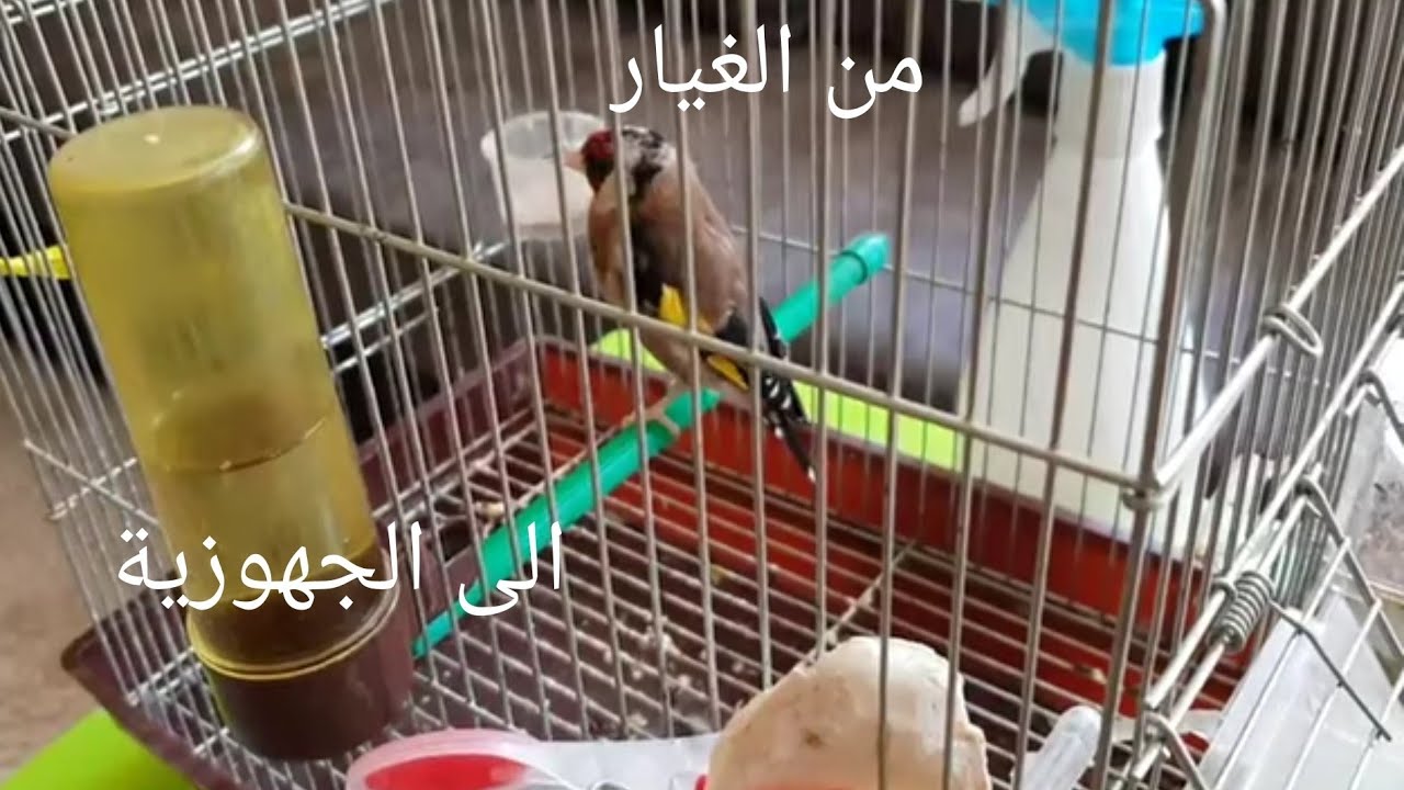 كيف نقوم بدورة غيار الريش ناجحة من أجل الجهوزية لكل الطيور ؟ وقضية الريش المتناثر في البيت