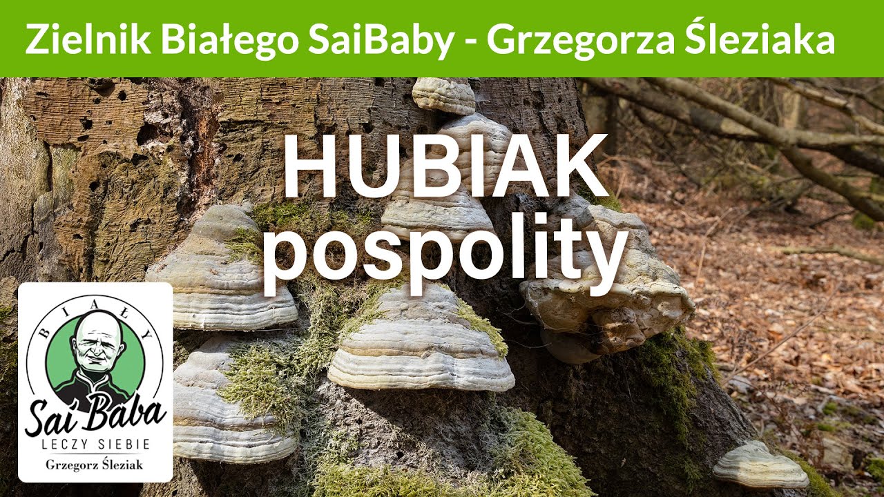 Zielnik Grzegorza Śleziaka - Hubiak pospolity