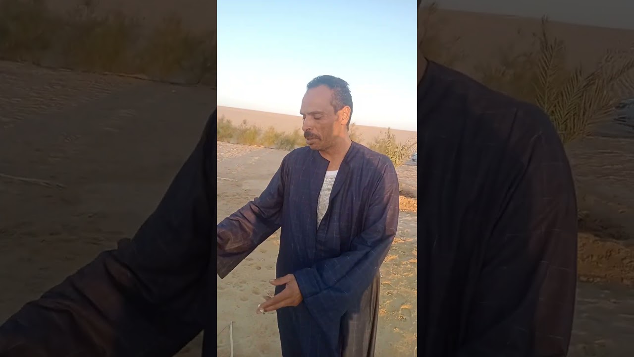 النخل السيوي بأرض الفرافره مع ضيوفنا الحج محمد سليم والحج احمد سليم خبراء ف المجال الزراعي