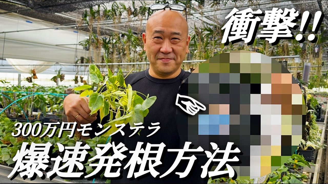 #7 【衝撃】300万円モンステラ爆速発根方法！！