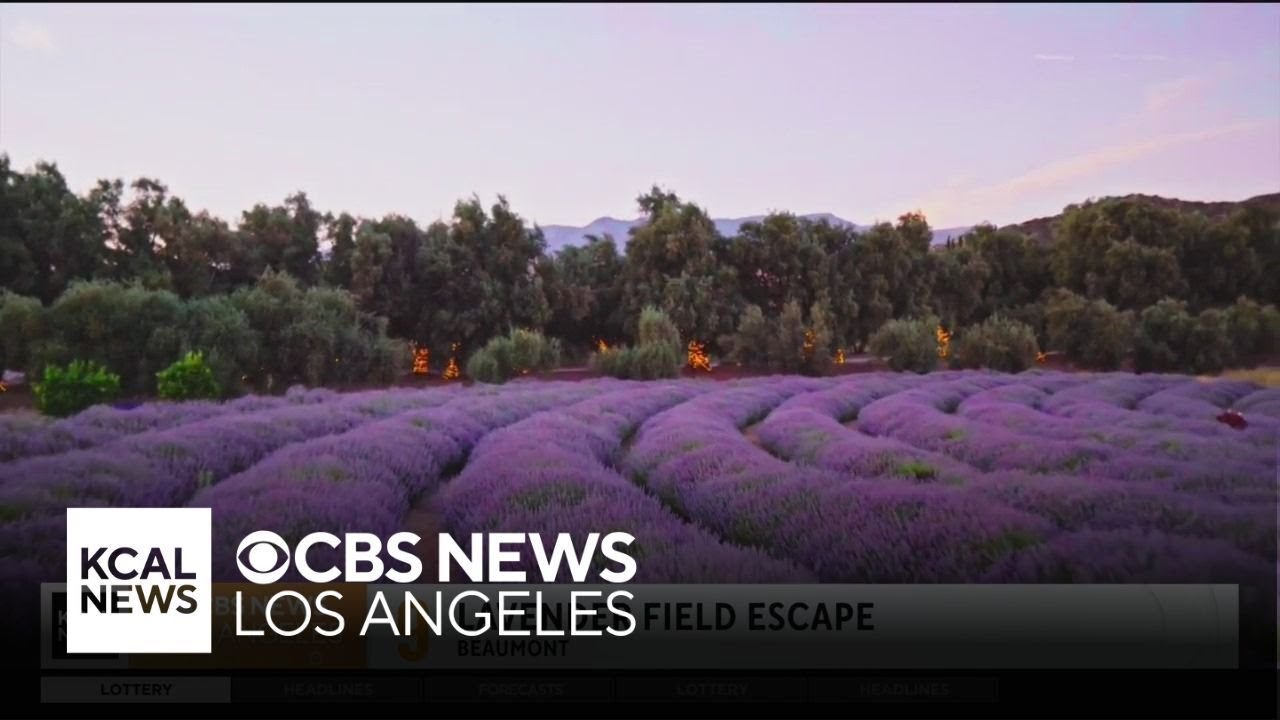 Beaumont lavender farm | Let’s Go Places