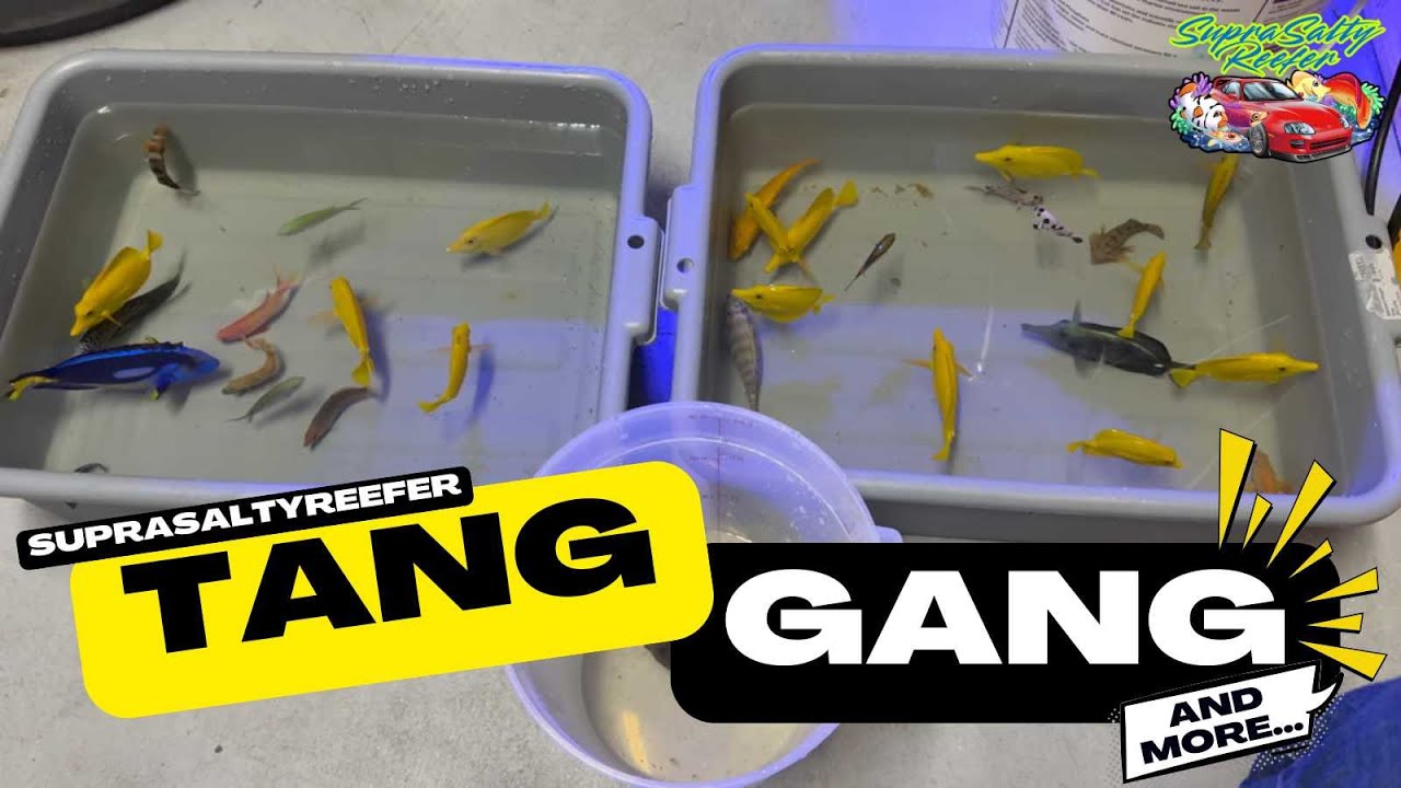 Part 6 - New Tank. Same Tangs. New Gang