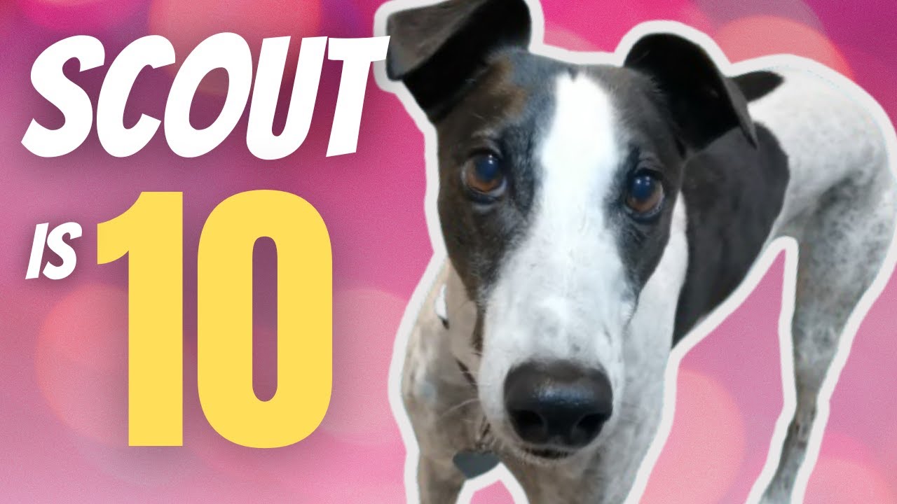 Scout the Greyhound is 10