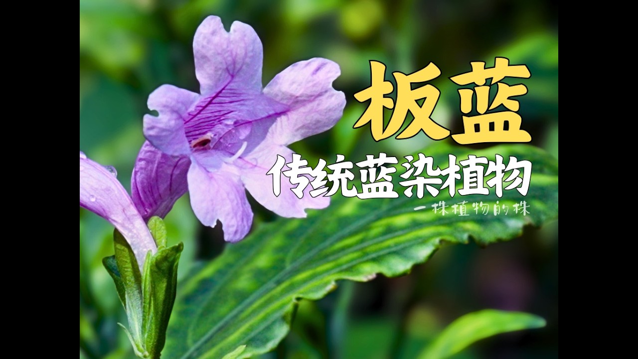 板蓝根长什么样？这是南板蓝，一种传统蓝染植物