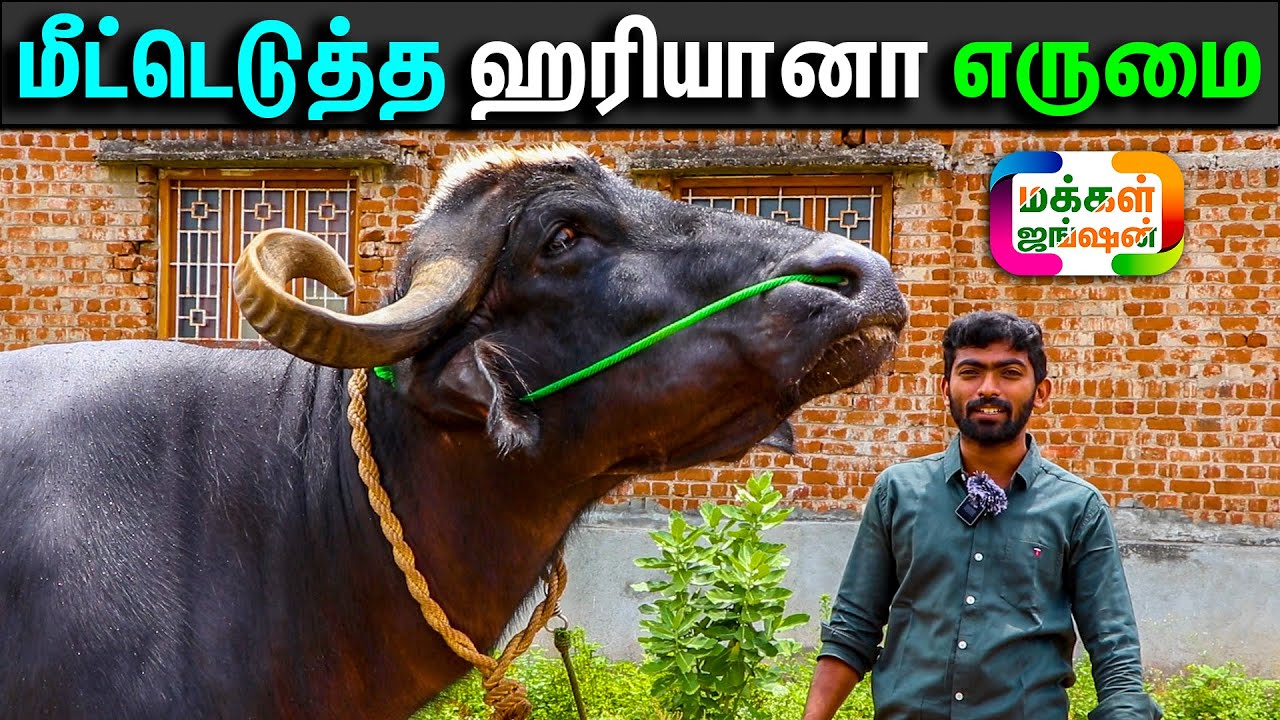 வெட்டுக்கு போன ஹரியானா எருமையை மீட்டு வளர்க்கும் இந்திரஜித், Haryana Buffalo, Indhirajith