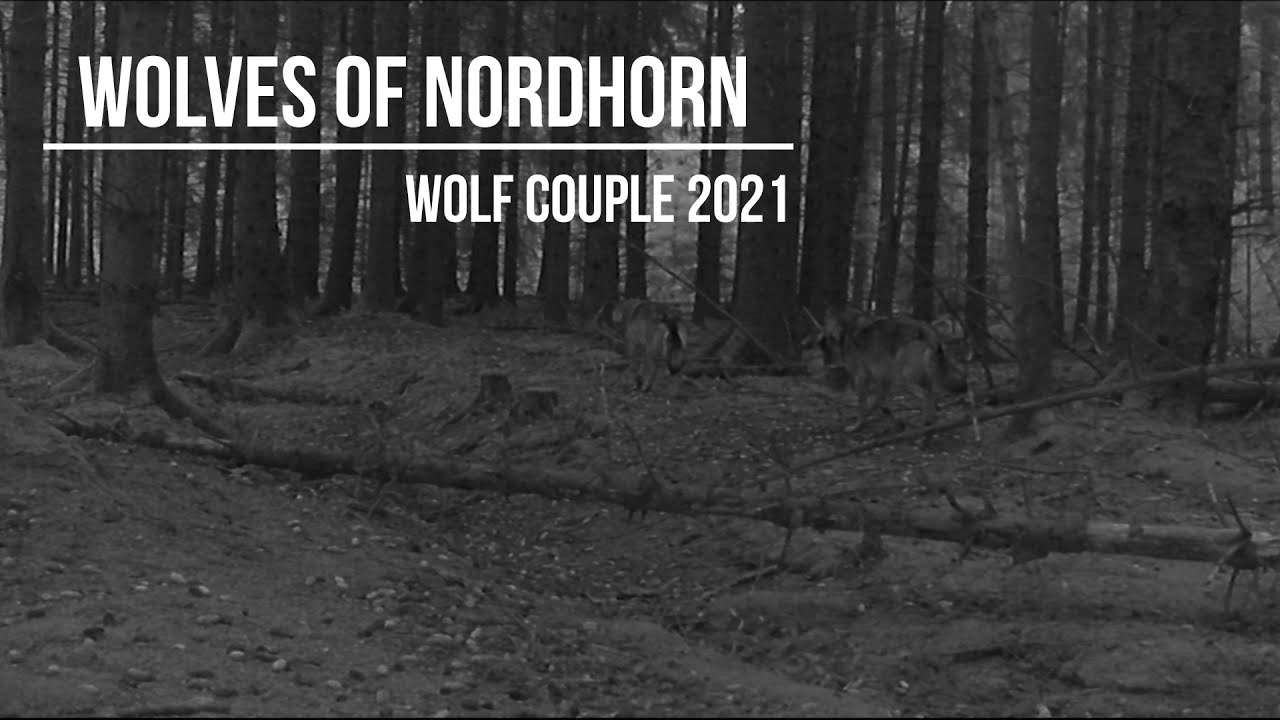 Nordhorn Wolf couple 2021