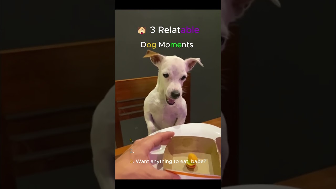 🐶 3 Relatable Dog Moments (The Last One Is a Must-Watch!)
