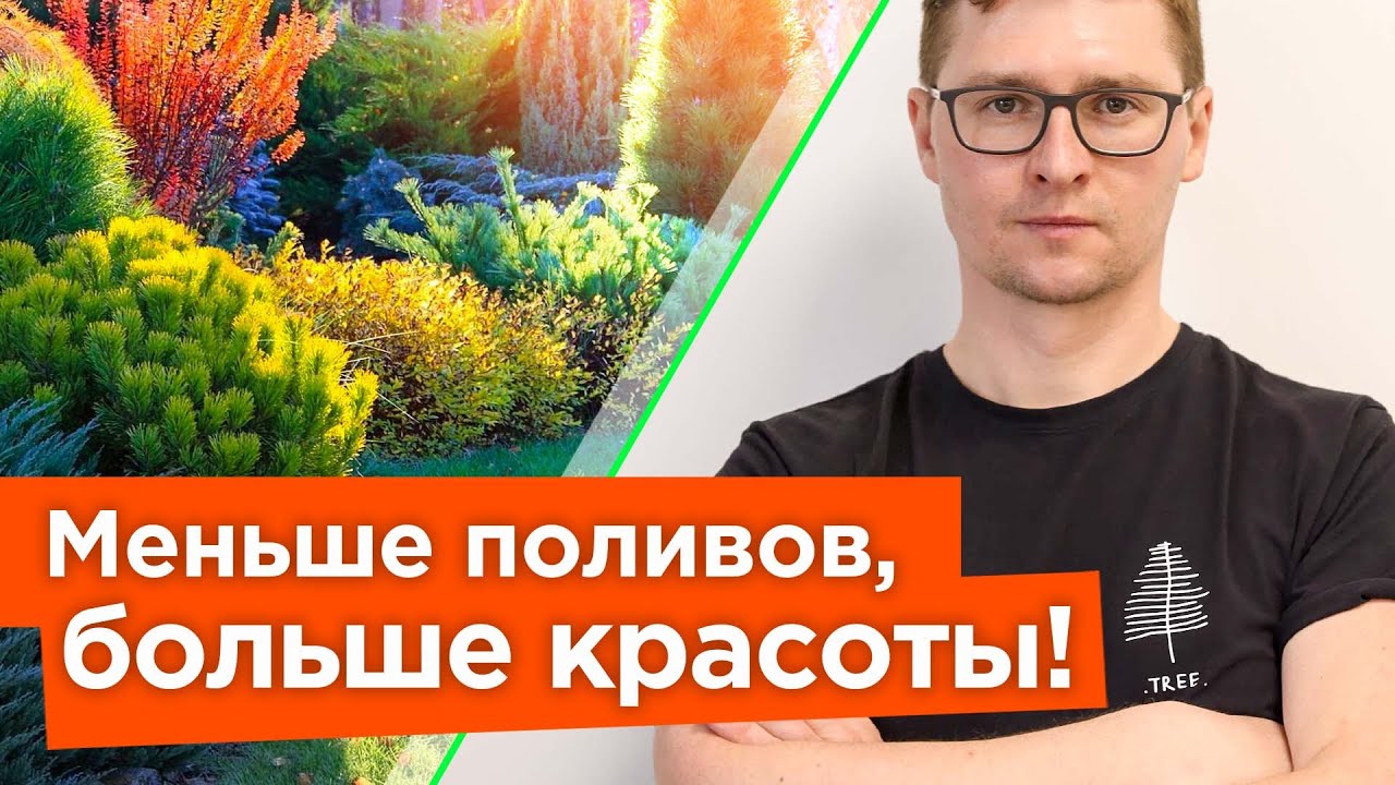ЭТИ КУСТАРНИКИ ОБОЖАЮТ ЖАРУ! Неприхотливые и засухоустойчивые кустарники для солнечной стороны сада