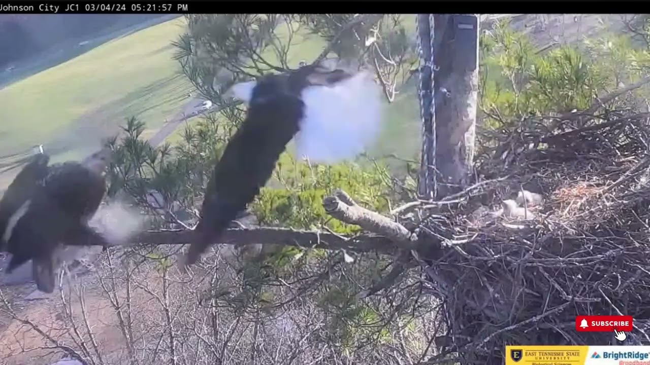 The Persistent Intruder! - ETSU Johnson City Nest of Boone, Jolene, JC23 & JC24 (3/4)