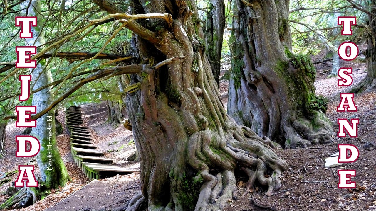 Tejeda de Tosande, un bosque mágico, milenario, en el P. N. de la Montaña Palentina