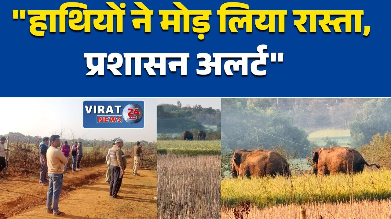 मऊगंज में जंगली हाथियों का मूवमेंट, प्रशासन और वन विभाग अलर्ट