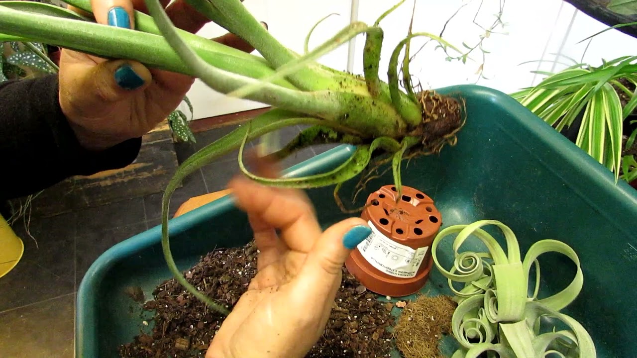 Removing Soil from Potted Air Plants & Displaying them - Tillandsia