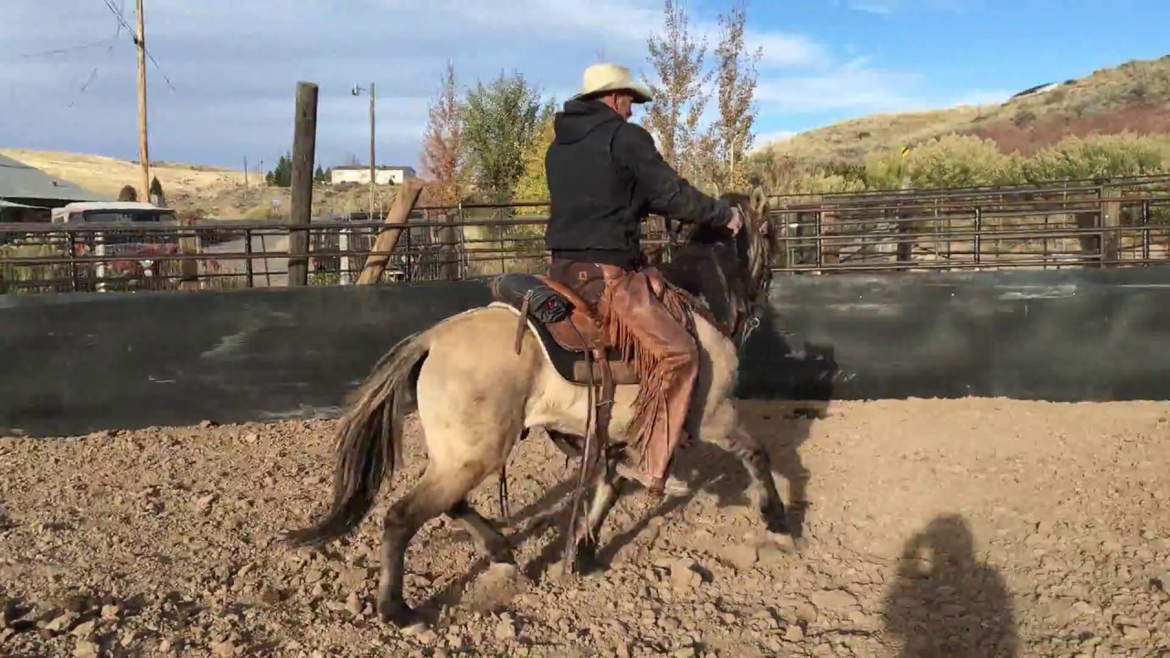 BLM Mustang Training: Getting A First Ride on Sulphur Grullo Mustang Jasmine