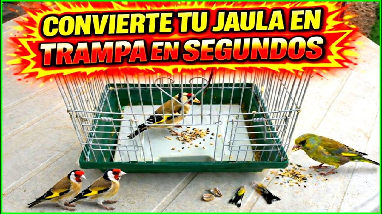 🔴 ¡NO FALLA! Convierte una JAULA NORMAL en una TRAMPA INFALIBLE para pájaros y captura atrapa caza