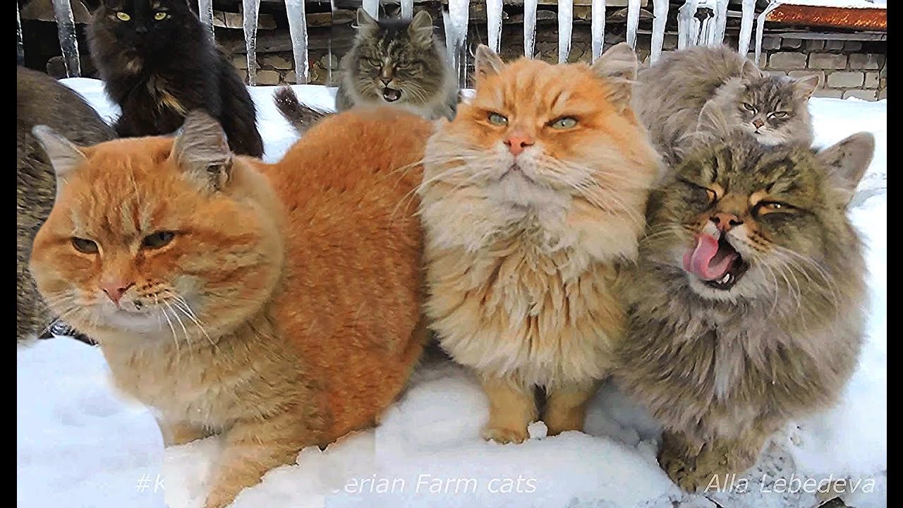 Winter in Koshlandia Зима в Кошляндии Siberian Farm cats Деревенские кошки