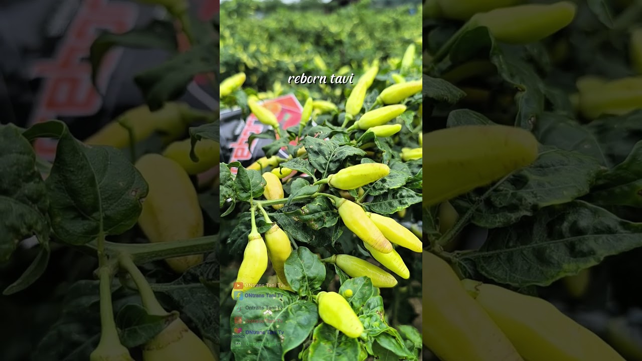 yang lagi viral cabe rawit reborn tavi buah keras tahan virus #caberawit #reborntavi #cabereborntavi