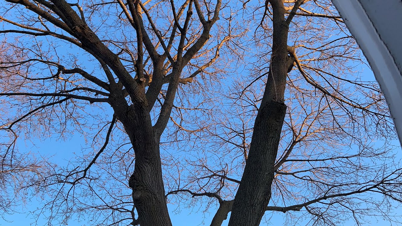 What to do With a Branch Over a Roof - Tree Health and Safety