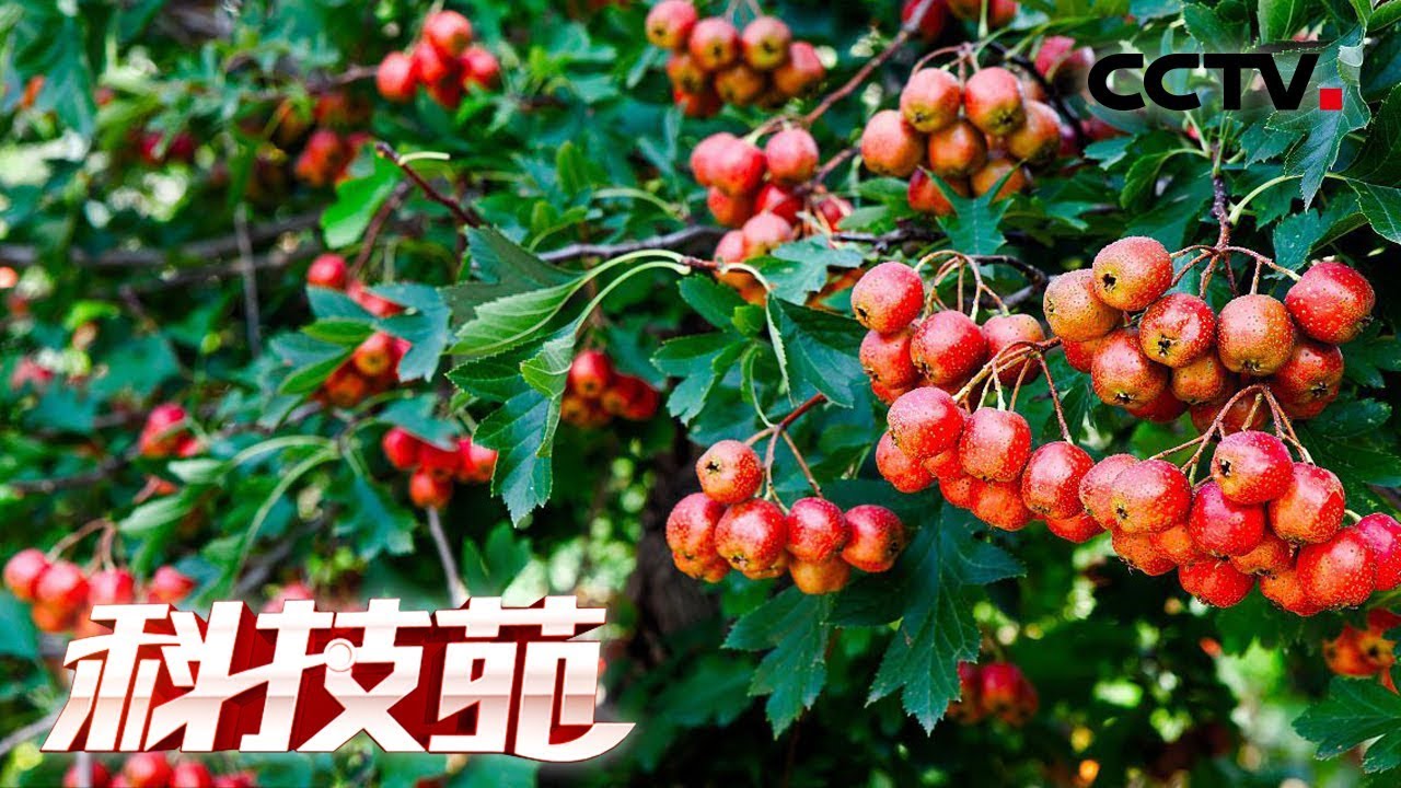 《科技苑》矮瘦山楂树混搭不一般 20181113 | CCTV农业