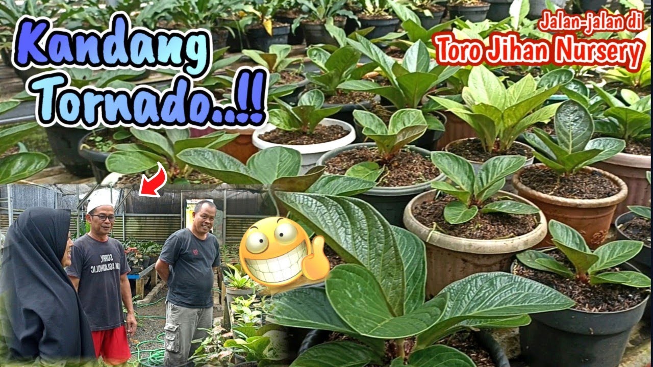 Banyak Koleksi ANTHURIUM JEMANI disini..!! 🥰 | Nge-vlog di Toro Jihan Nursery